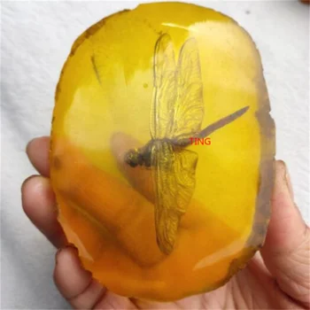 Libélula de Insectos en la reproducción de color Ámbar Colgante de Taxidermia Fósiles BugIn Resina
